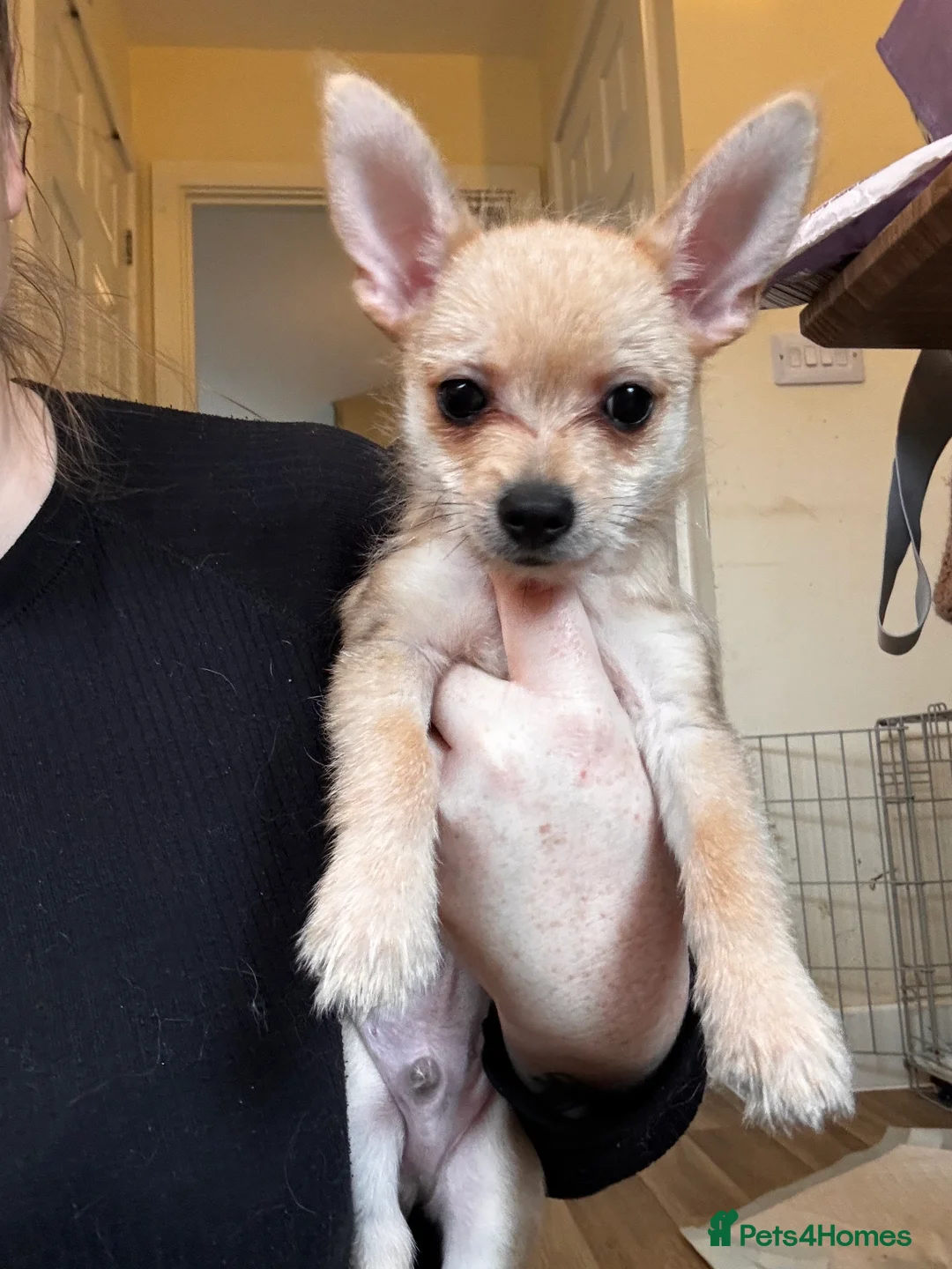 Chorkie dogs for sale: Chorkie boy for sale  - Advert 3