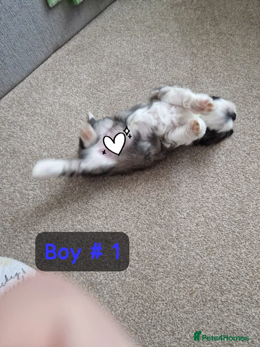 Bichon Frise dogs for sale: 3 bichions for sale - Advert 16