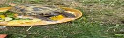 Hermann Tortoise reptiles for sale: 2 Hermann tortoises - Advert 5