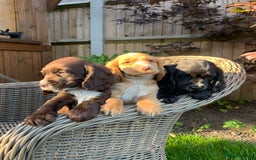 Cocker Spaniel dogs for sale: Beautiful Kc cocker spaniel  boys and girls  - Image 8