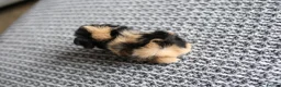 Guinea Pig rodents for sale: Beautiful Baby Guinea Pigs – Ready to Reserve  - Advert 5