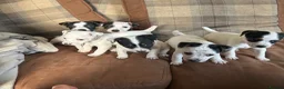 Parson Russell dogs for sale: Parson Jack Russell pup - Advert 4
