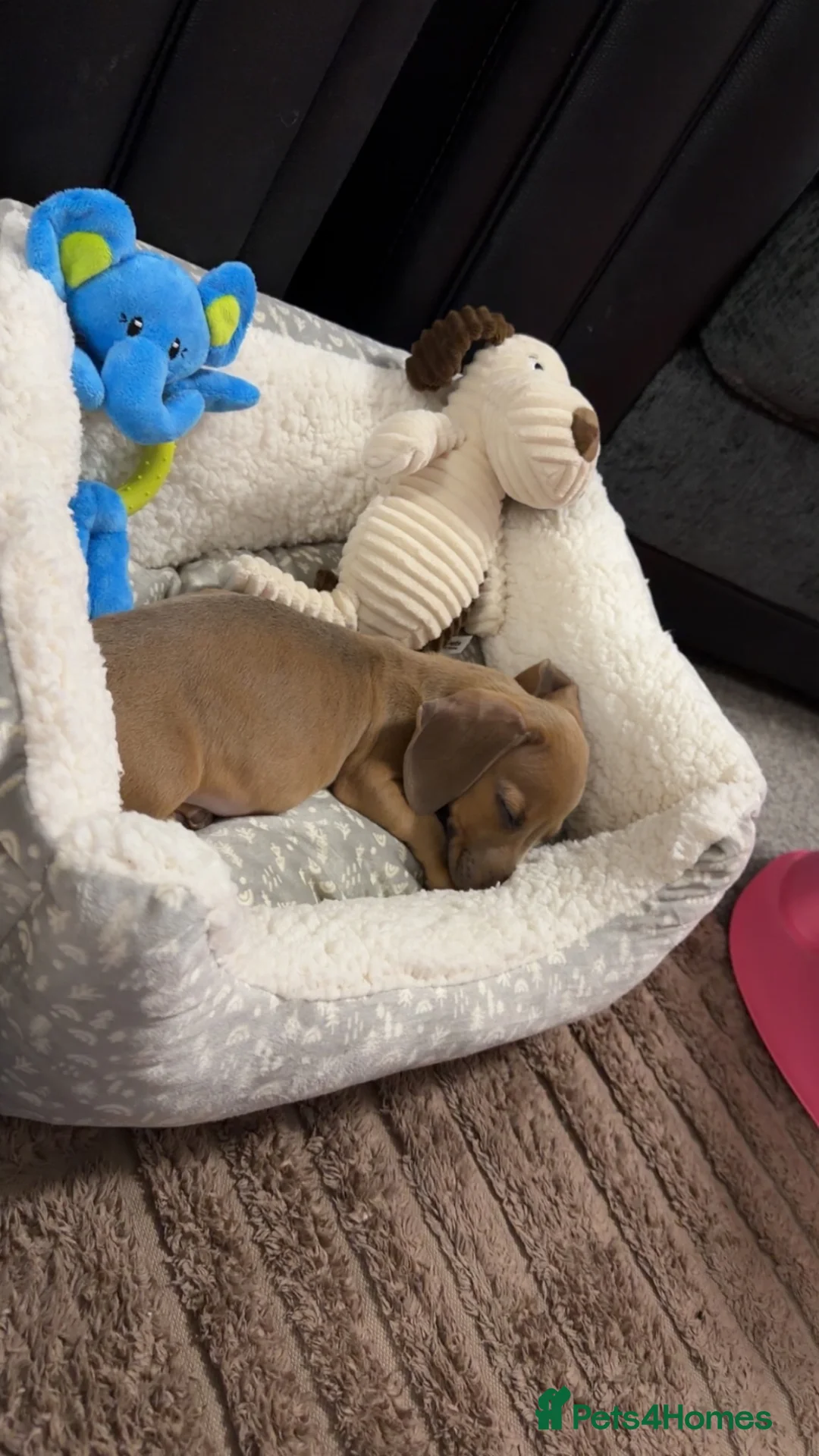 Miniature Dachshund dogs for sale: Isabella miniature Dachshund - Advert 23