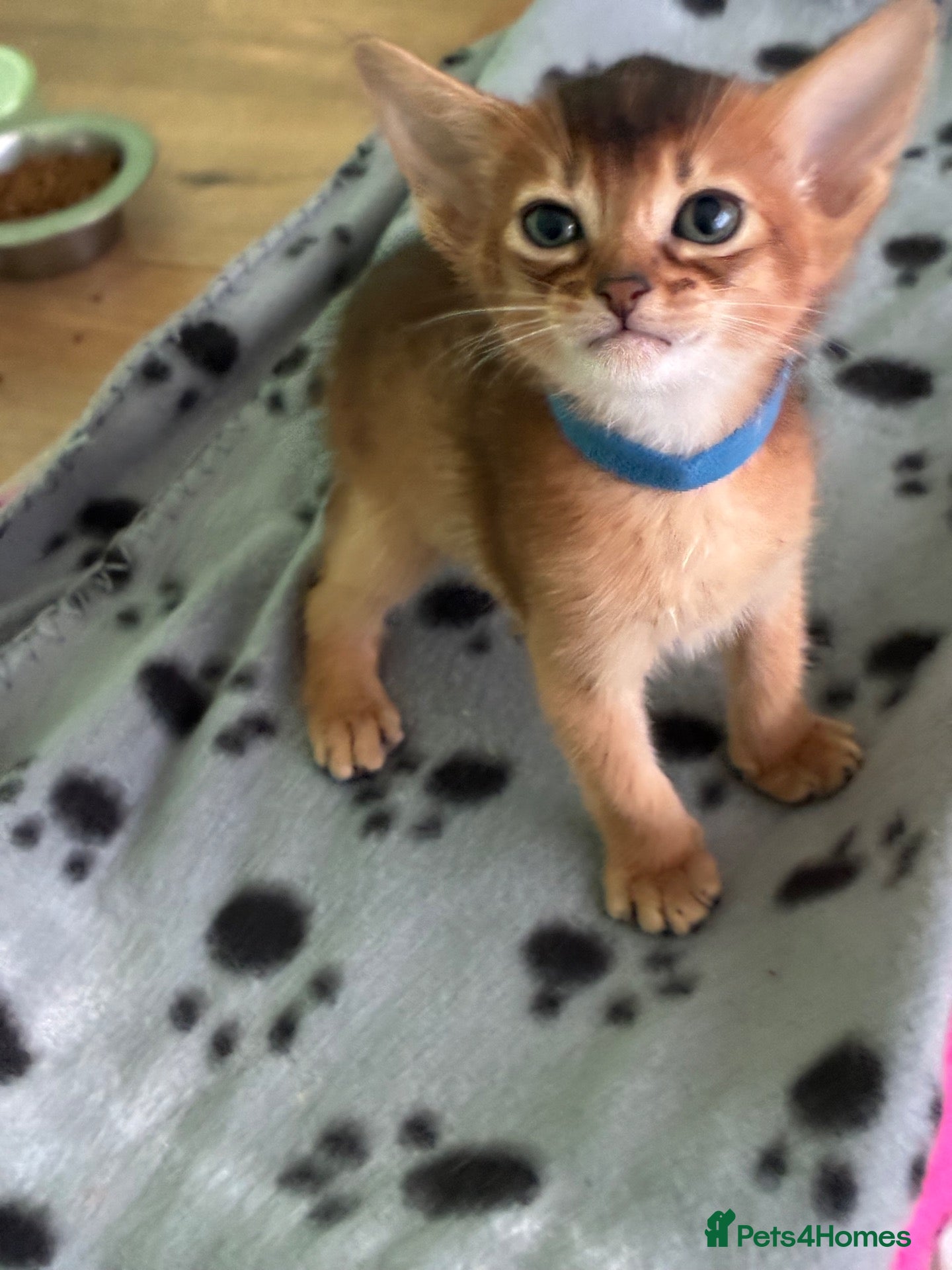Abyssinian cats TICA 5* Pedigree Abyssinians  - Advert 2