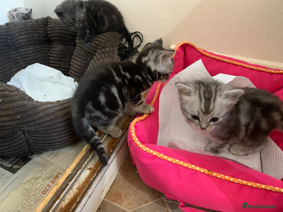 Burmese cats for sale: Burmese xBritish Kittens  - Image 10