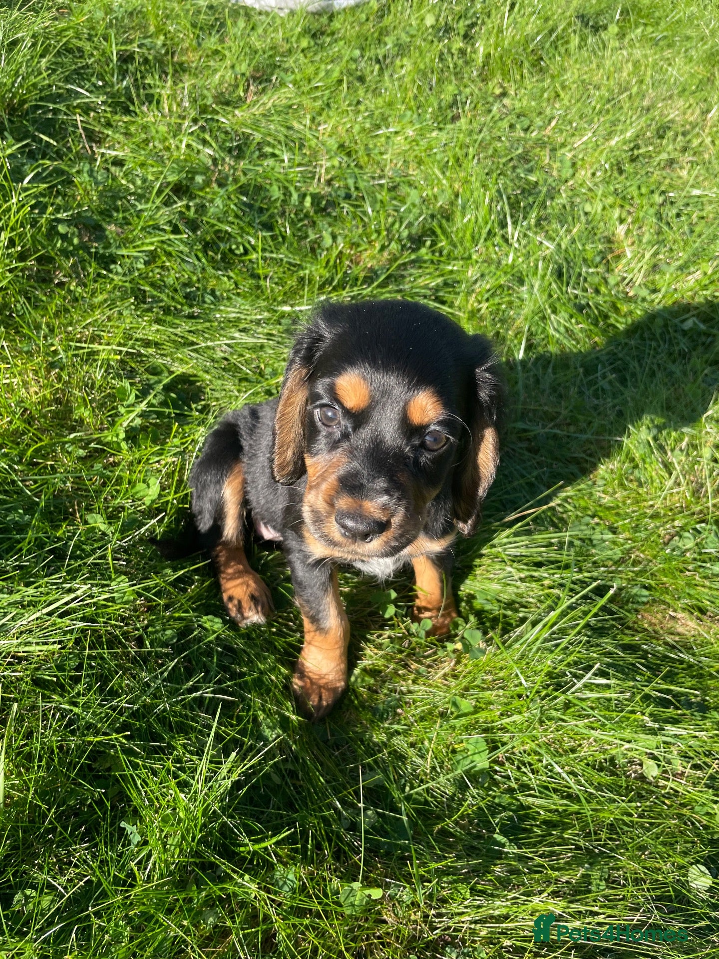Cocker Spaniel dogs Beautiful Kc reg working cocker spaniel puppies  - Advert 1