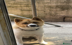 Akita dogs for sale: Loki  - Image 3