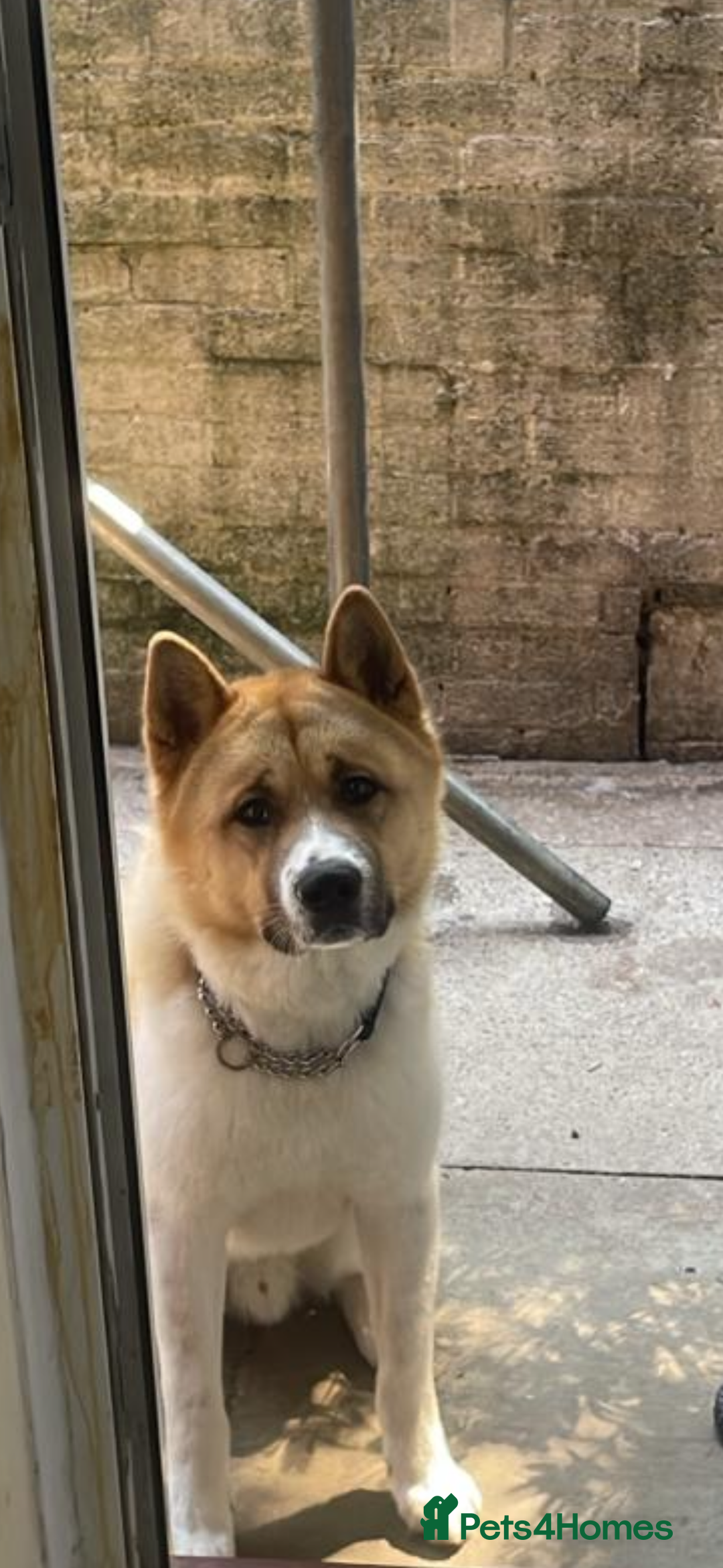 Akita dogs for sale: Loki  - Image 3