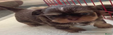 Shih Tzu Puppy 2