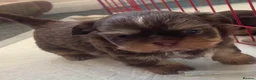 Shih Tzu dogs for sale: Shitzu puppies  - Advert 10