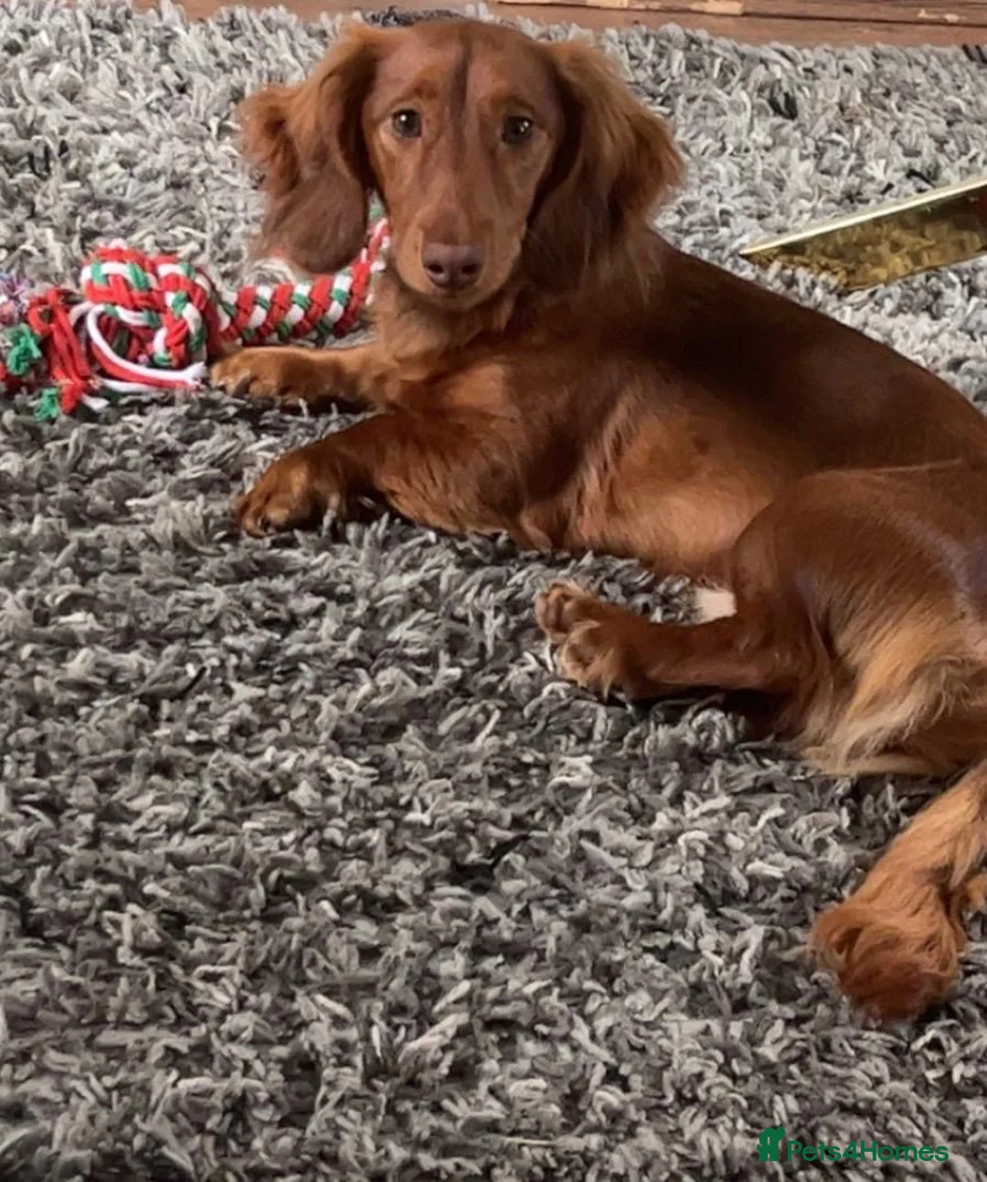 Dachshund dogs for sale: Dachshund for rehoming - Advert 3