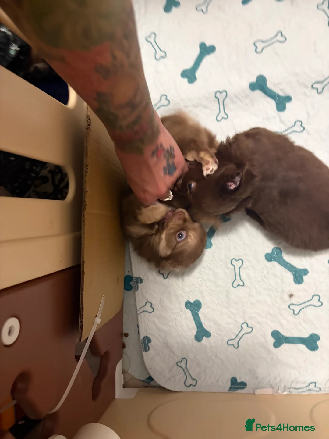 Chihuahua dogs for sale: One solid chocolate female chihuahua left!! ⭐️⭐️⭐️ - Advert 16