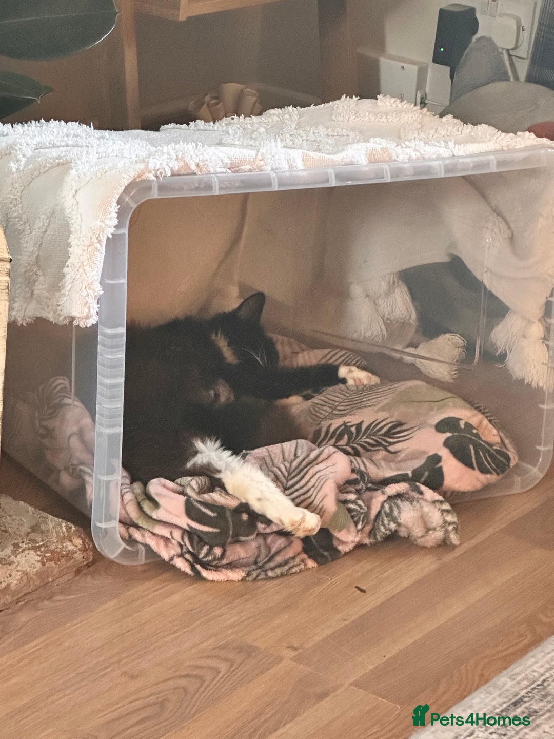 Domestic Shorthair cats for sale: Domestic short/long hair kittens - Image 6