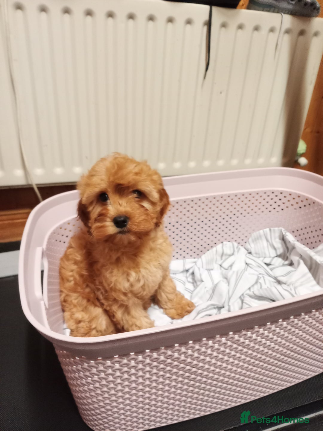 Cavapoo dogs for sale: Cavapoo  - Advert 1