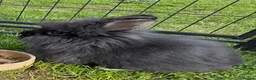 Lionhead rabbits for sale: Gorgeous purebred double-mane lionhead rabbits - Advert 16