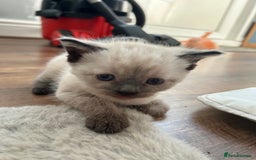 Mixed Breed cats for sale: Mixed breed kitten  - Image 3