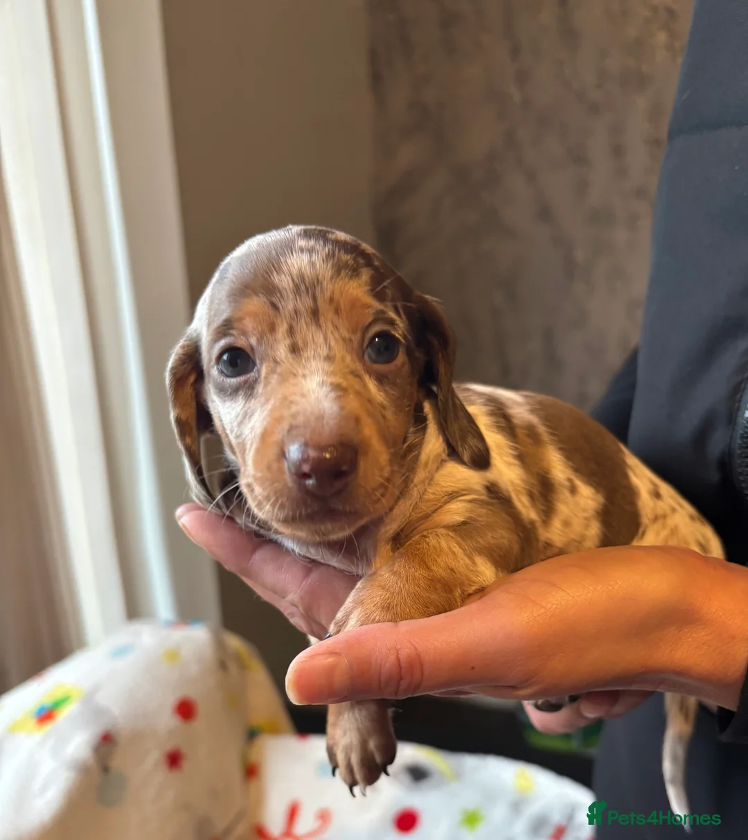 Miniature Dachshund dogs for sale: Miniature dachshund  - Advert 5