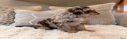 Cockapoo dogs for sale: ** RARE F1B CHOC MERLE & CREAM COCKAPOOS **  - Advert 6