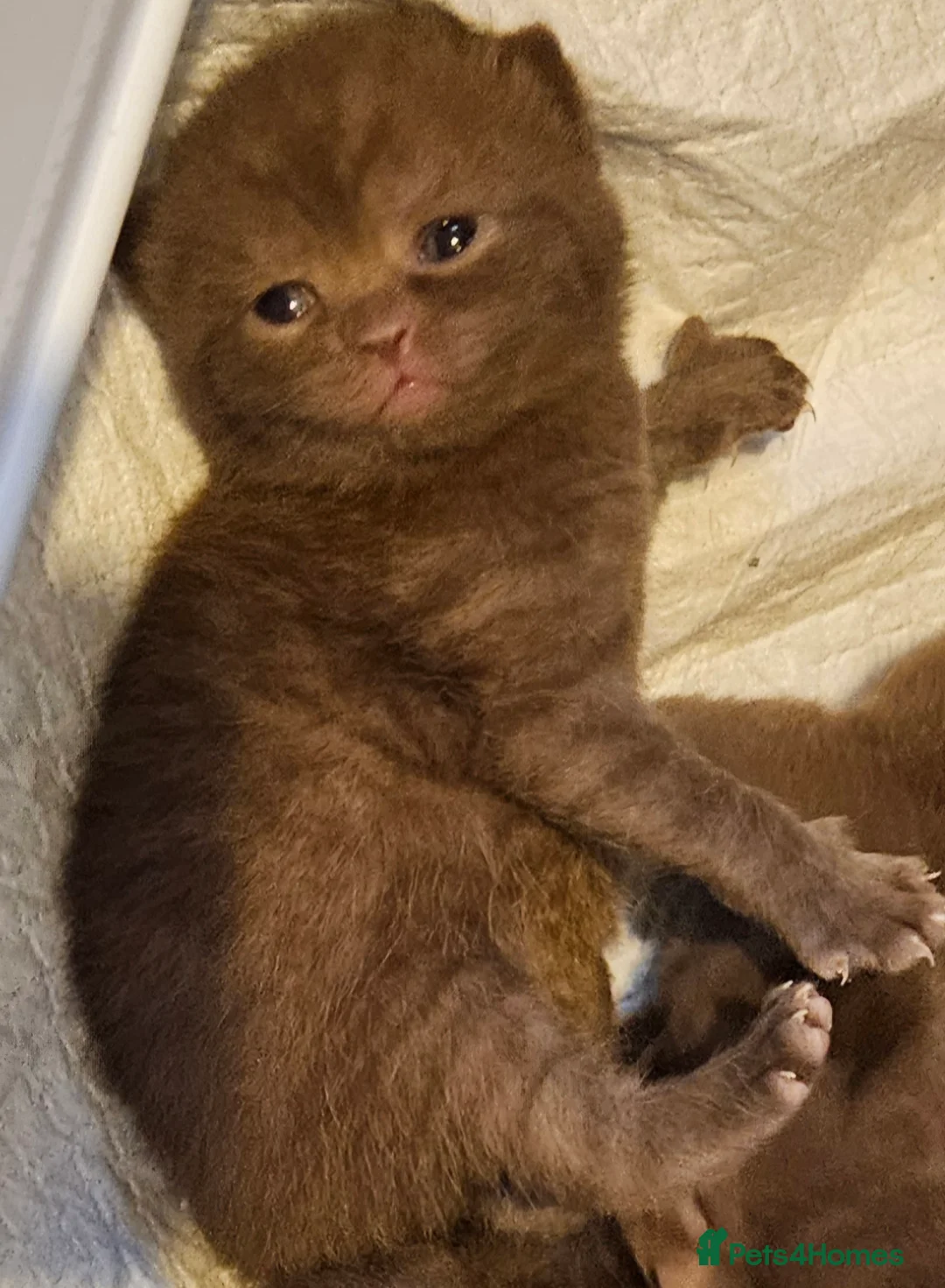 British Shorthair cats for sale: 🌟 Premium British Shorthair Kittens Available! 🌟 - Advert 6