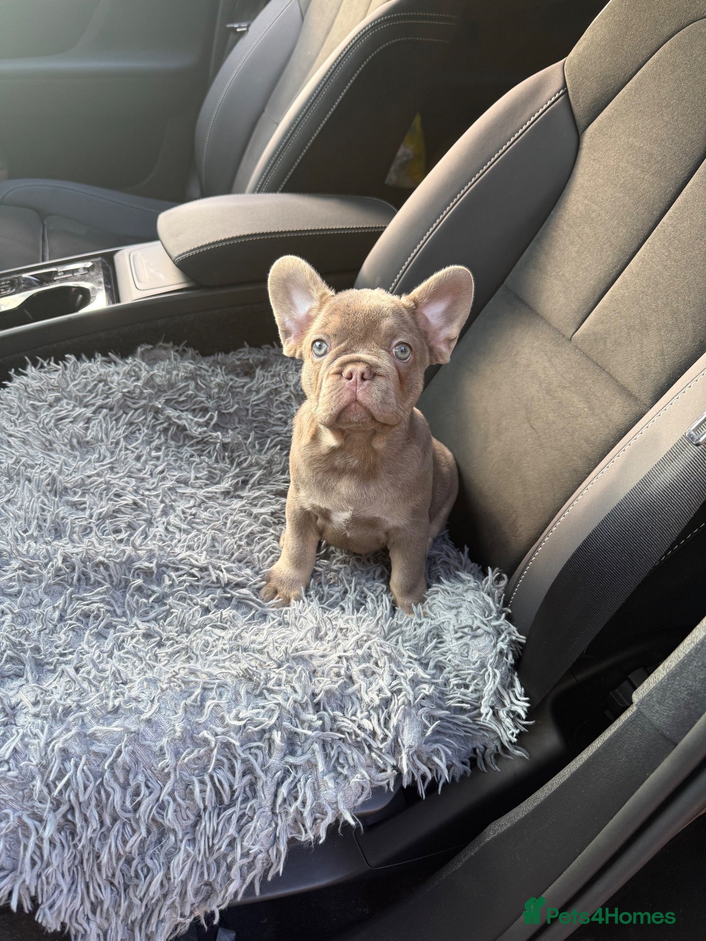 French Bulldog dogs Ready to go! Top quality French bulldogs  - Advert 12
