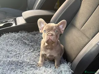 French Bulldog dogs Ready to go! Top quality French bulldogs - Advert 12