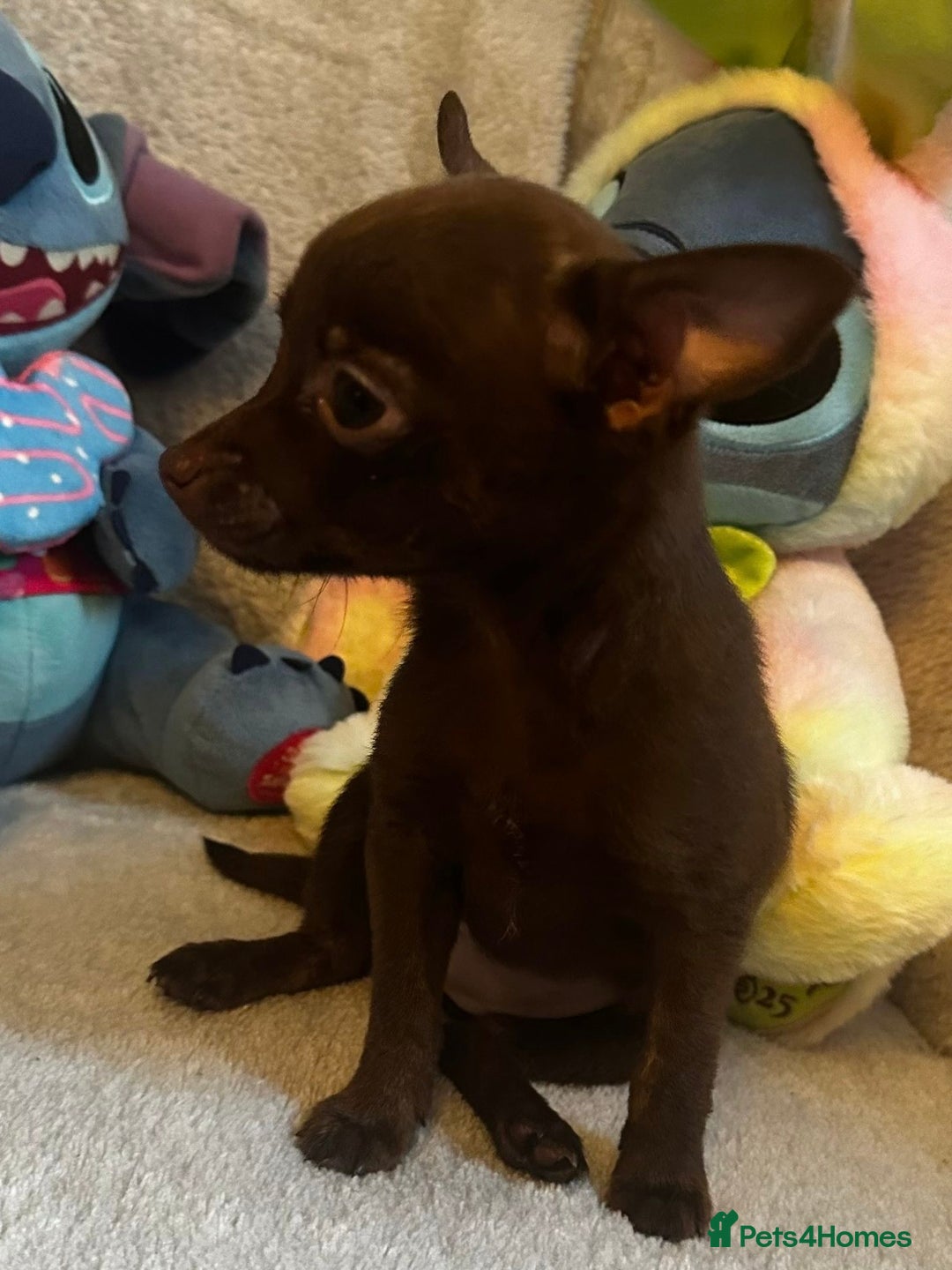 Mixed Breed dogs for sale: Chihuahua x  - Image 29
