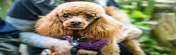 Toy Poodle dogs for stud: Fox Red KC Toy Poodle for stud. in Halifax - Advert 2