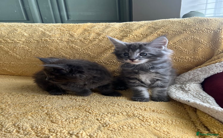 Maine Coon cats - Advert 5