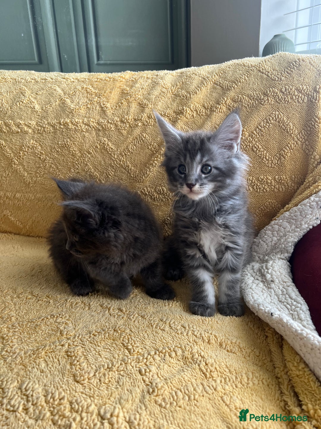 Maine Coon cats for sale: Chunky and fluffy Mainecoon kittens - Image 1