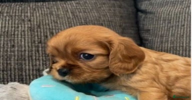 Cavalier King Charles Spaniel dogs - Advert 11