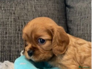 Cavalier King Charles Spaniel dogs - Advert 2