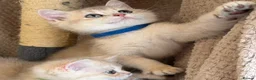 British Shorthair cats for sale: British sh blue golden adorable kittens GCCF  - Advert 3