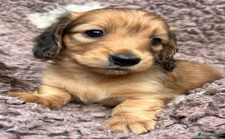 Miniature Dachshund dogs - Advert 10
