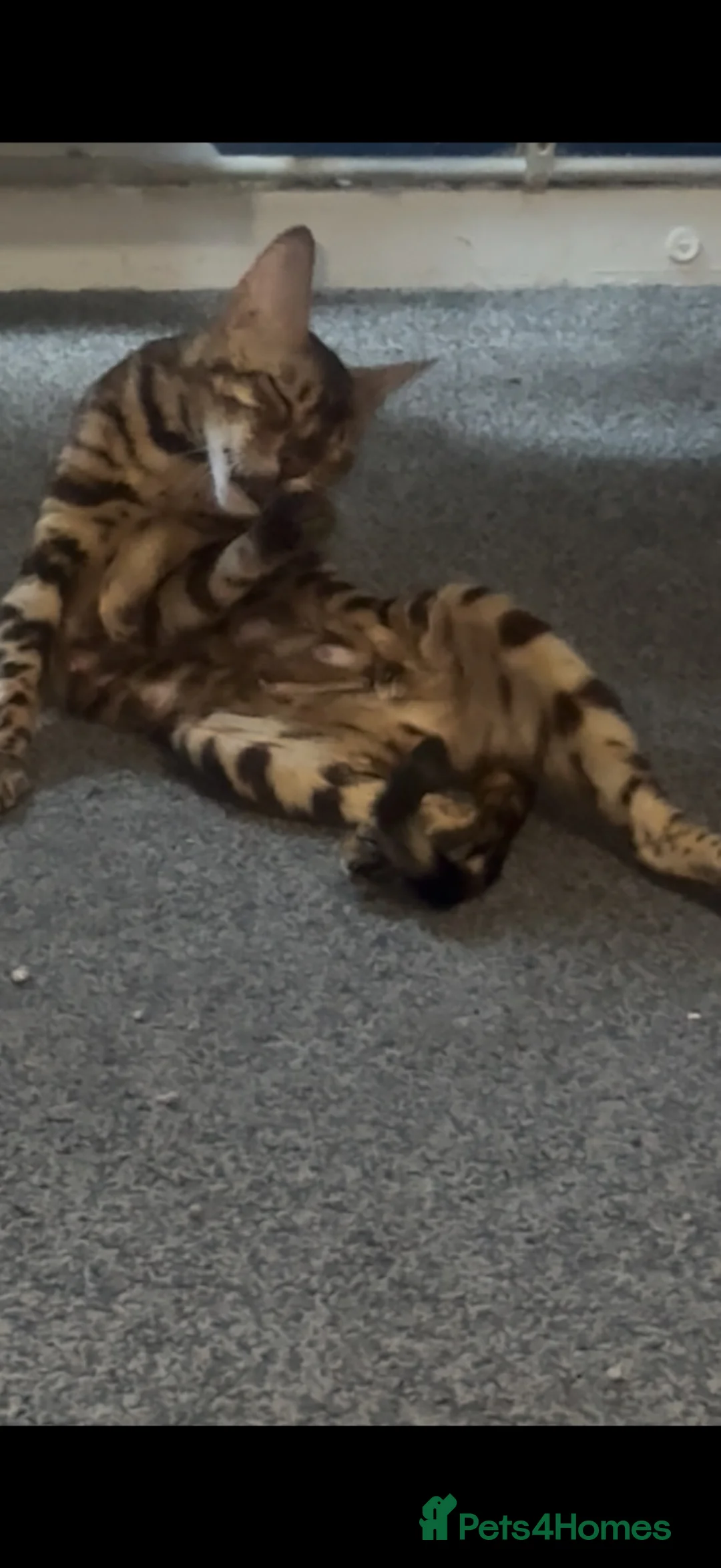 Bengal cats for sale: Gorgeous brown rosetted Bengal queen,tica reg✅ - Advert 2