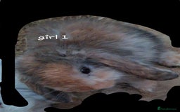 Mini Lop rabbits for sale: 6 beautiful mini lops, 3 girls 3 boys - Image 3