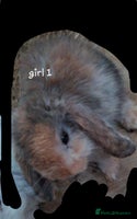 Mini Lop rabbits - Advert 5