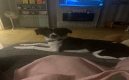 Mixed Breed dogs for sale: New home needed.  - Image 8
