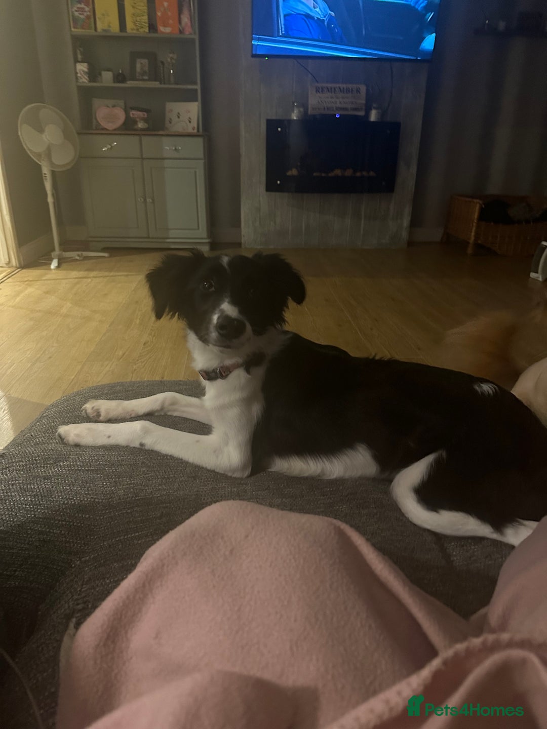 Mixed Breed dogs for sale: New home needed.  - Image 8