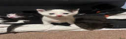 Mixed Breed cats for sale: Beautiful kittens for sale - Advert 2