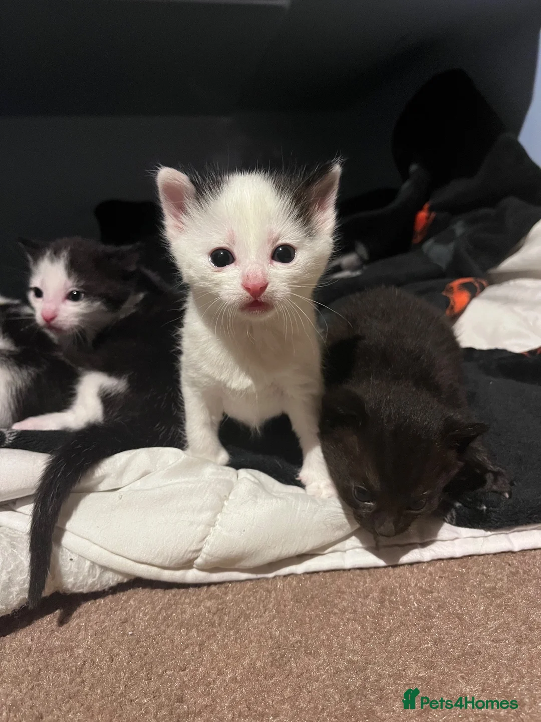 Mixed Breed cats for sale: Beautiful kittens for sale - Advert 2