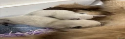 Ragdoll cats for sale: Beautiful GCCF Fluffy Ragdoll Kittens - Advert 14