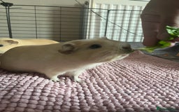 Guinea Pig rodents for sale: 2 LIGHTS BLONDE FEMALE GUINEA PIGS - Image 3