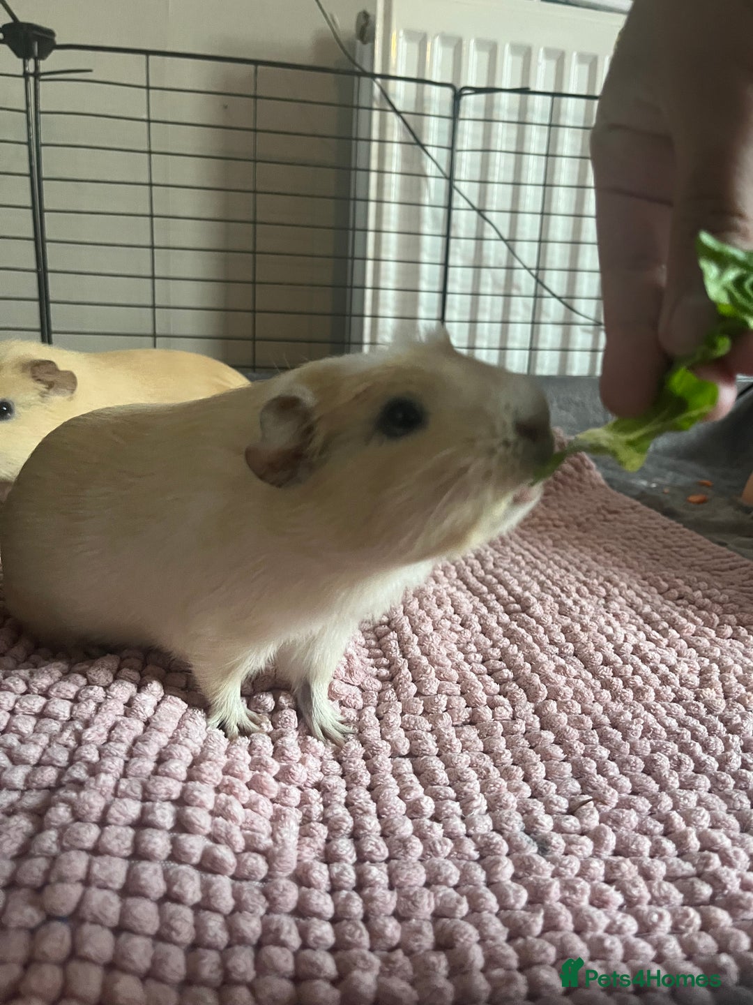 Guinea Pig rodents for sale: 2 LIGHTS BLONDE FEMALE GUINEA PIGS - Image 3