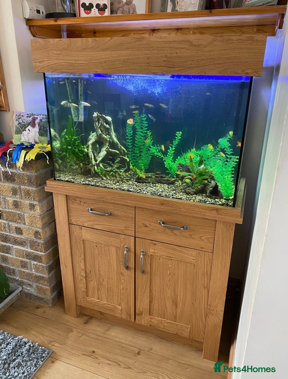 Live Bearers fish Fish tank and tropical fish - Advert 8
