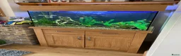 Live Bearers fish for sale: Fish tank and tropical fish - Advert 1
