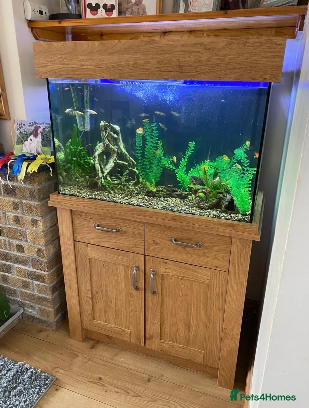Live Bearers fish for sale: Fish tank and tropical fish - Advert 1