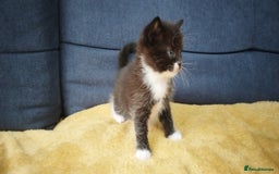 Ragdoll cats for sale: Half Ragdoll - one boy and four girls - Image 8