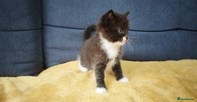 Ragdoll cats - Advert 12