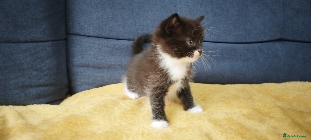 Ragdoll cats for sale: Half Ragdoll - one boy and four girls - Image 8