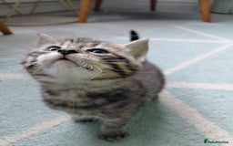 Maine Coon cats for sale: Kittens for sale half main coon - Image 23